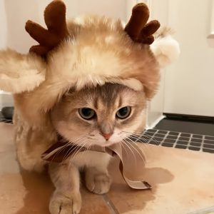 Christmas Pet Clothing, Elk Cape, Cape, Warm Dog And Cat Clothing, Transformed Clothing, Hat Accessories